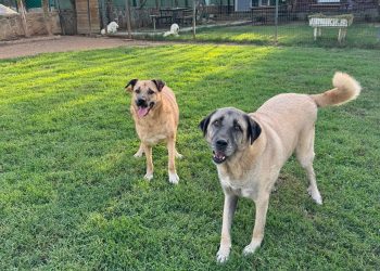 ŞANS’ın MUTLU HİKAYESİ