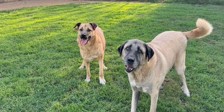 ŞANS’ın MUTLU HİKAYESİ